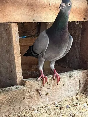 Pigeon
