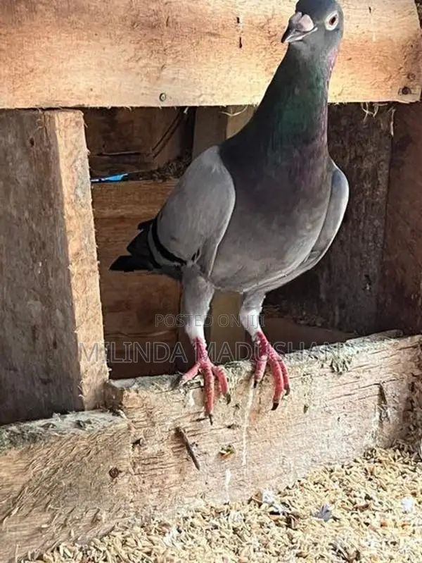 Pigeon