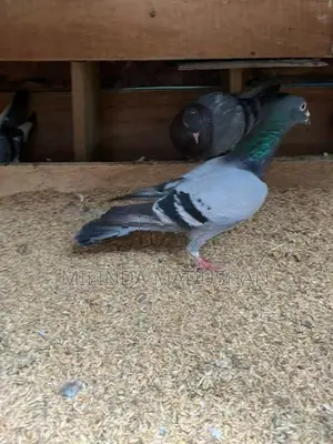 Pigeon