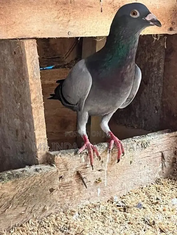 Pigeon
