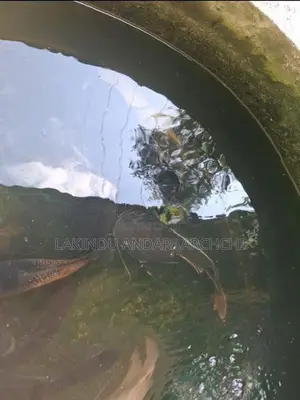 All Thefish