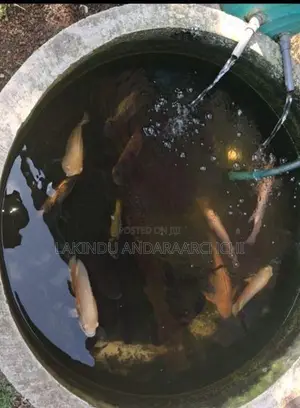 All Thefish