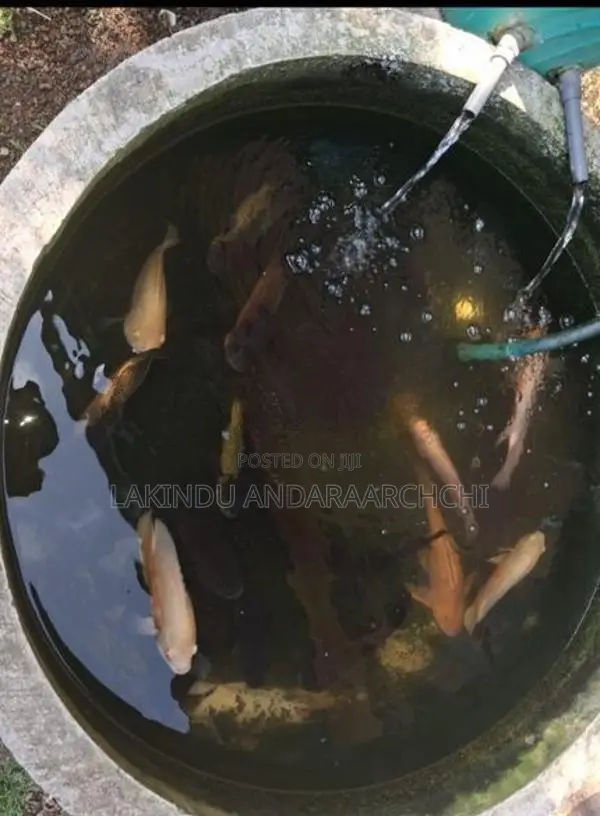 All Thefish