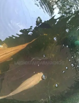 All Thefish