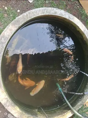 All Thefish
