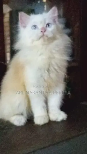 Persian Cat