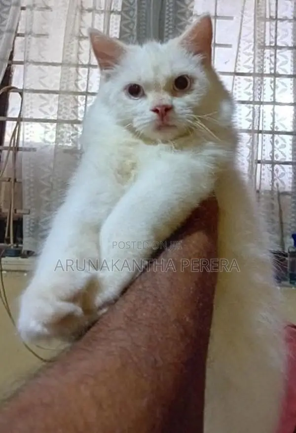 Persian Cat
