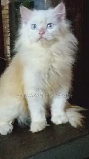 Persian Cat
