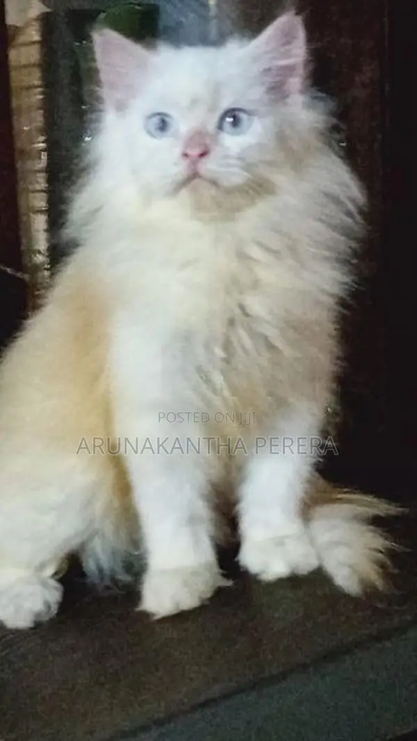 Persian Cat