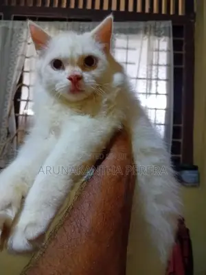 Persian Cat