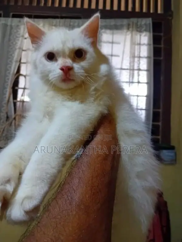Persian Cat