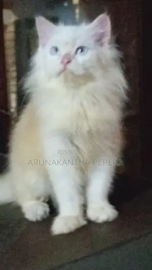 Persian Cat
