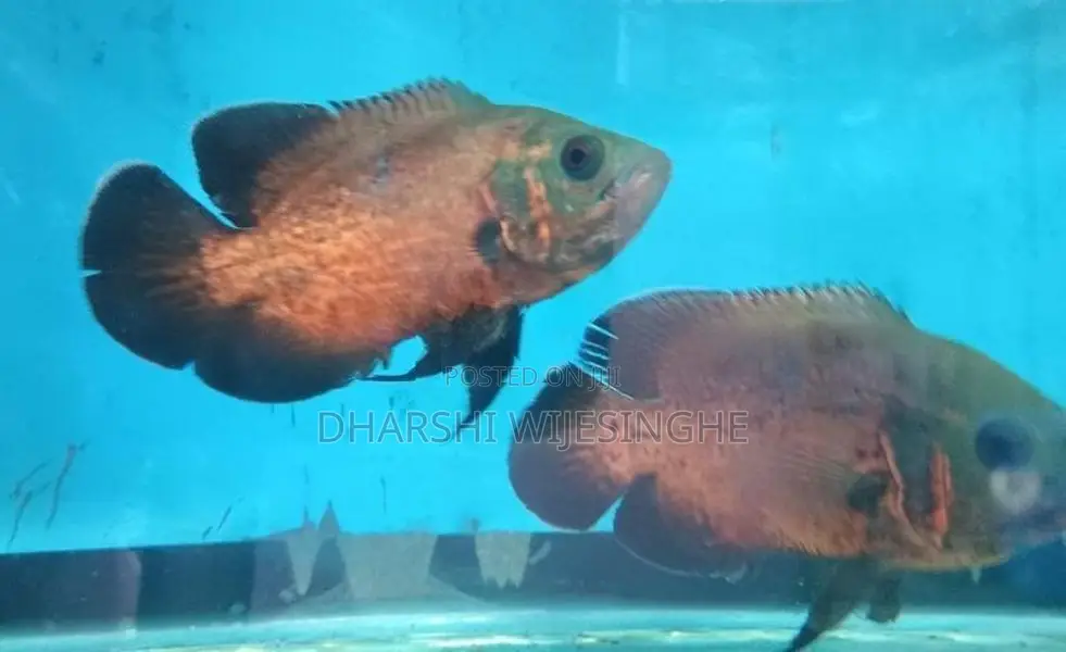 Red Copper Oscar