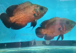 Red Copper Oscar