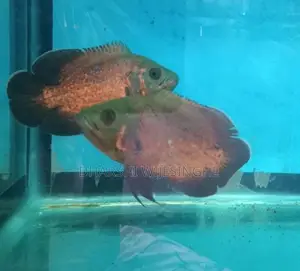 Red Copper Oscar