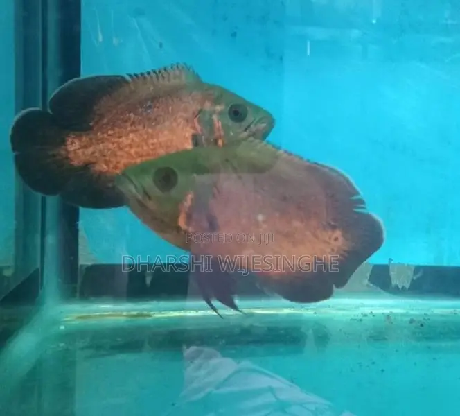 Red Copper Oscar