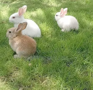 Rabbit