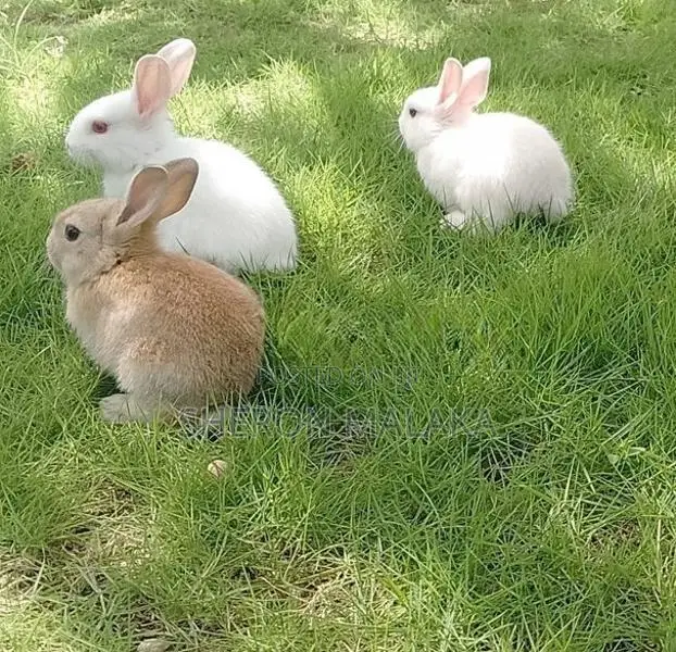 Rabbit