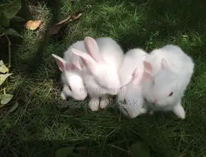 Rabbit