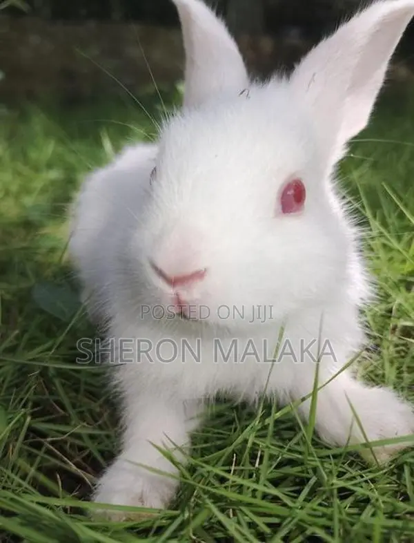 Rabbit
