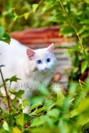 Persian Blue Eyes
