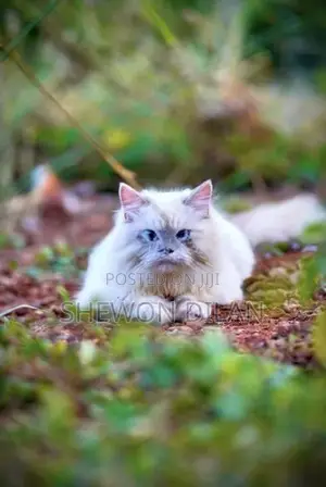 Persian Blue Eyes