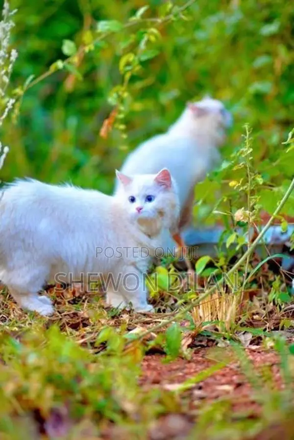Persian Blue Eyes