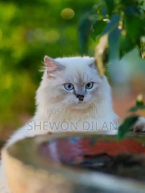 Persian Blue Eyes