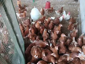 Red Leghorn