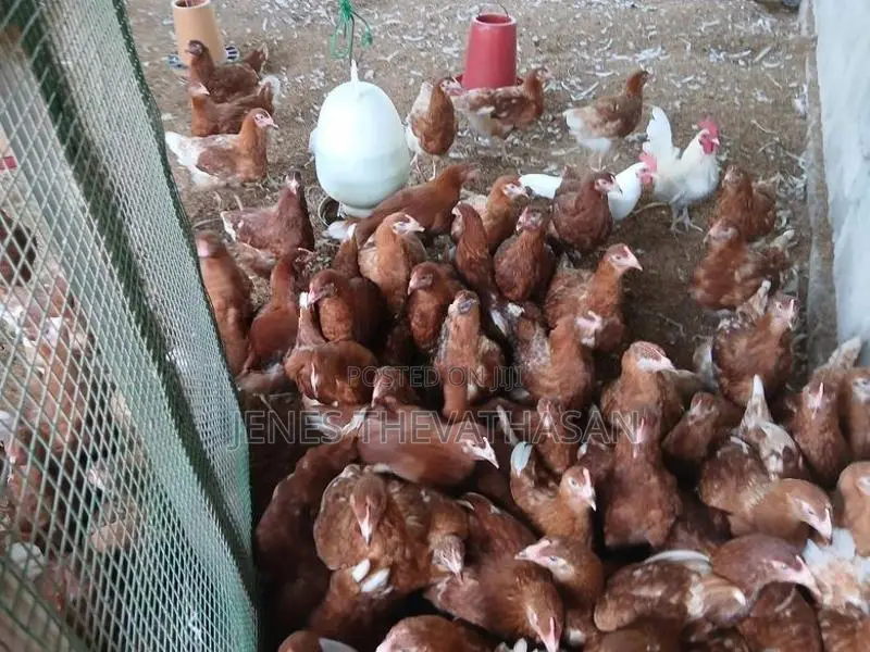Red Leghorn