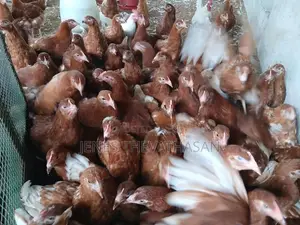 Red Leghorn