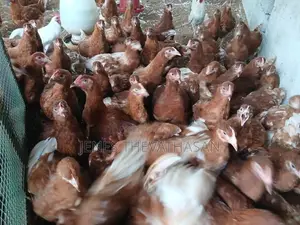 Red Leghorn