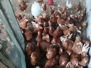 Red Leghorn