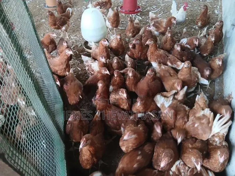 Red Leghorn