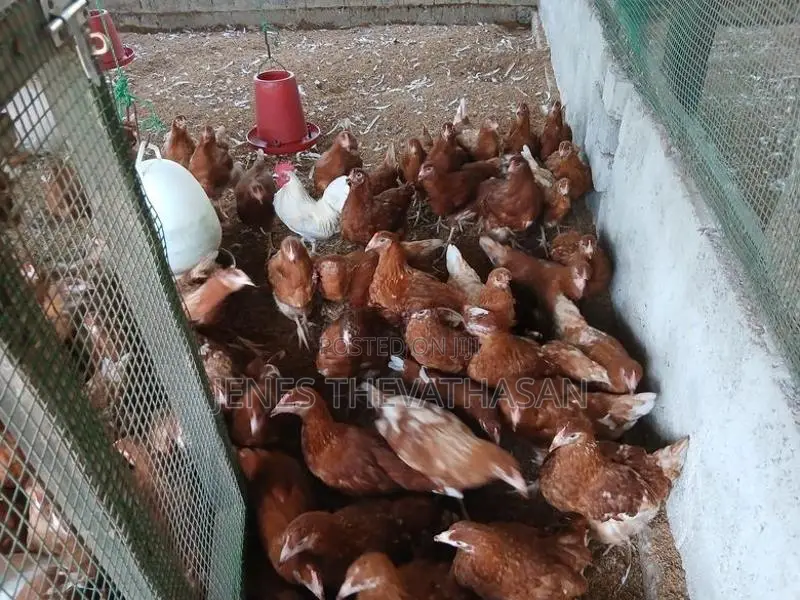 Red Leghorn