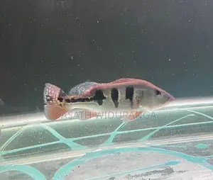 Peacock Bass Fish