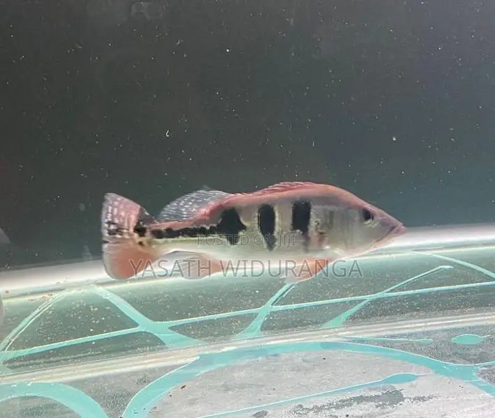 Peacock Bass Fish