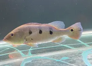 Peacock Bass Fish