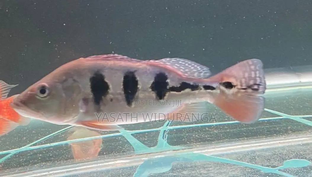 Peacock Bass Fish