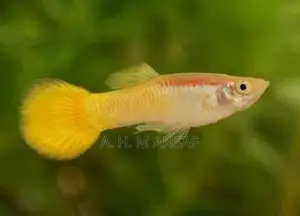 Guppy Fish