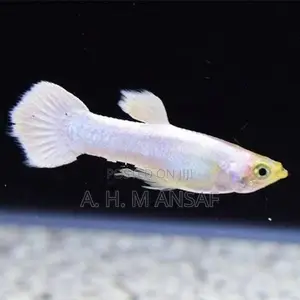 Guppy Fish
