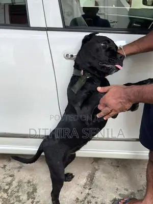 Cane Corso