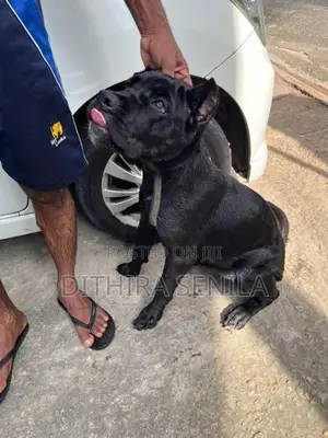 Cane Corso