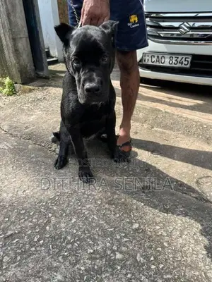 Cane Corso