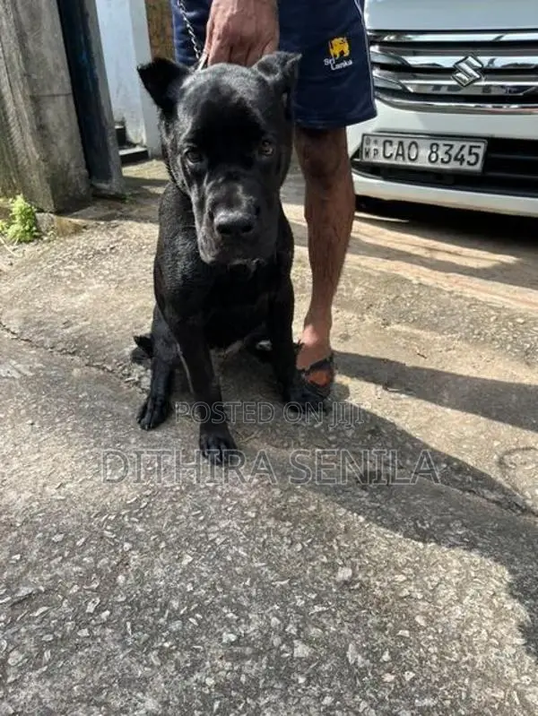 Cane Corso