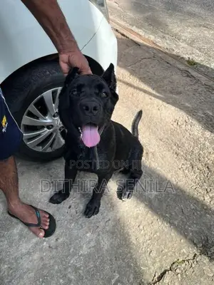 Cane Corso