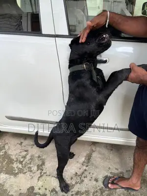 Cane Corso