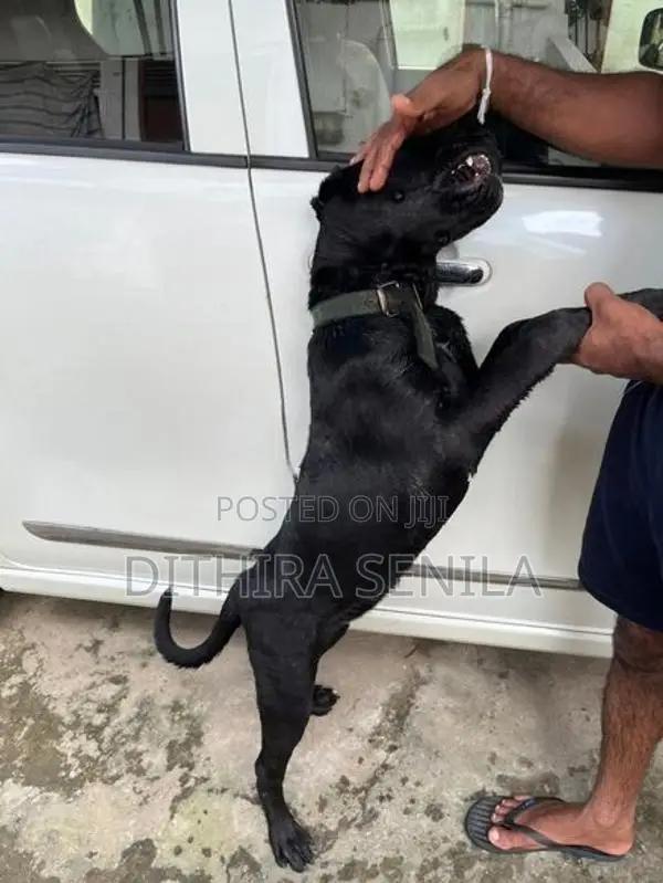 Cane Corso