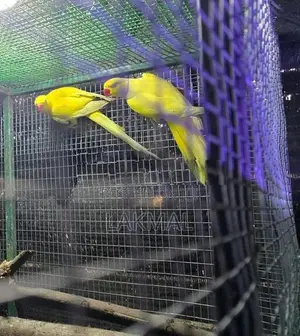 Ringneck Birds Breeding Pair