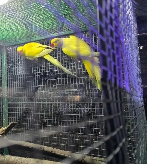 Ringneck Birds Breeding Pair